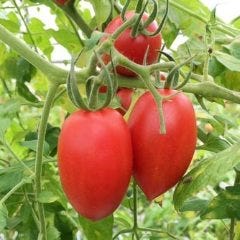 レストラン ポマト 自慢の食材 イタリアントマト サンマルツァーノ種 ぐるなび