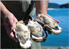 ”牡蠣祭”宮城県石巻市の牡蠣を堪能