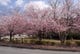 ３月中旬には、店内から大寒桜を見ることができます！