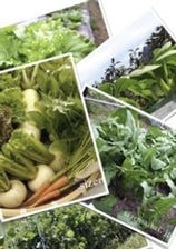 自然農法の国産野菜を使用！
