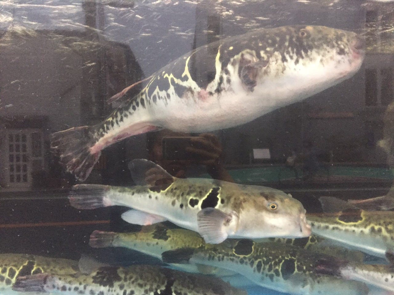 鉄砲 門真 ふぐ ふぐ料理 ぐるなび