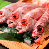 【本日のおすすめ】
毎日売り切る獲れたて鮮魚は必食！