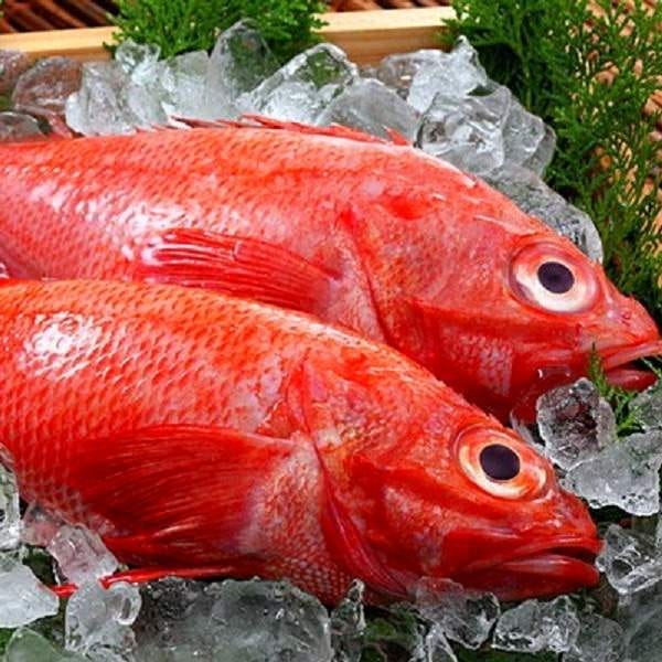 鮨と四季を味わう 奴寿司 華月 自慢の食材 職人が目利きした価値の高い高級魚 北海道産きんき ぐるなび