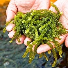 沖縄食材酒家 なかや 自慢の食材 恩納村の名産 海ぶどう Sea Weeds ぐるなび