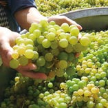 北海道ワインは葡萄造りから