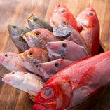 本日の尾頭付き鮮魚　毎日数十種類の魚介類を取り揃えております。テーブルまでお持ちしますので、「これ！」とお選びください。