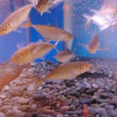 水槽で元気に泳いでいる鯵は、刺身の他、フライがオススメです。