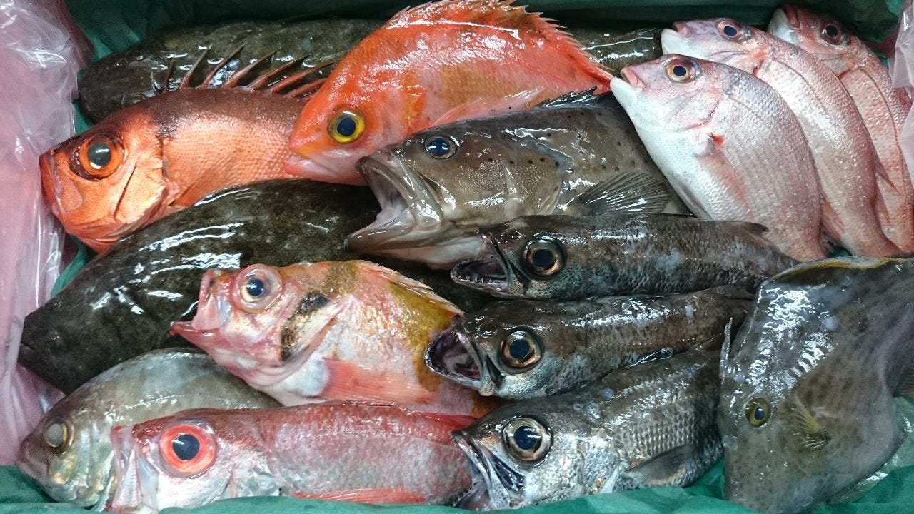 駿河湾で獲れた新鮮な魚たち！