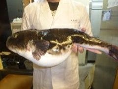 豊洲で最高級の天然とらふぐを仕入れます