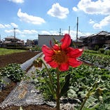 これぞ究極のこだわり自社農園