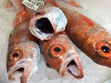 日本海で獲れた旬の新潟鮮魚【新潟県】