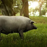 そこで出会ったイベリコ豚、そしてハモンイベリコは、
私たちの豚肉の概念を塗り替えるほど衝撃でした