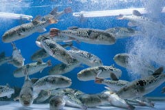 とらふぐ亭 北千住店 