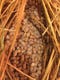 自然栽培の稲わらの天然菌発酵の自然栽培大豆で仕込んだ究極納豆