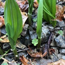 手作りの農薬不使用野菜