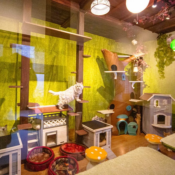 ヤキニク ネコスタイル 札幌大通 狸小路 焼肉 ぐるなび