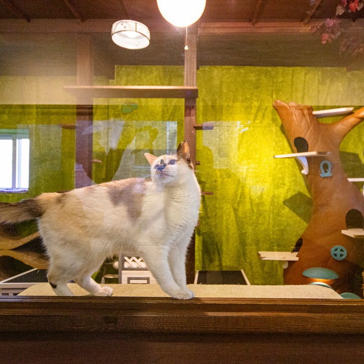 ヤキニク ネコスタイル 札幌大通 狸小路 焼肉 ぐるなび