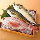 朝採れ鮮魚は刺身・寿司・原子焼き・海鮮丼等でご提供致します！