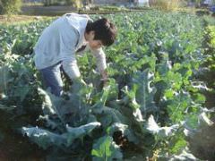 無農薬野菜を自家菜園で育てております