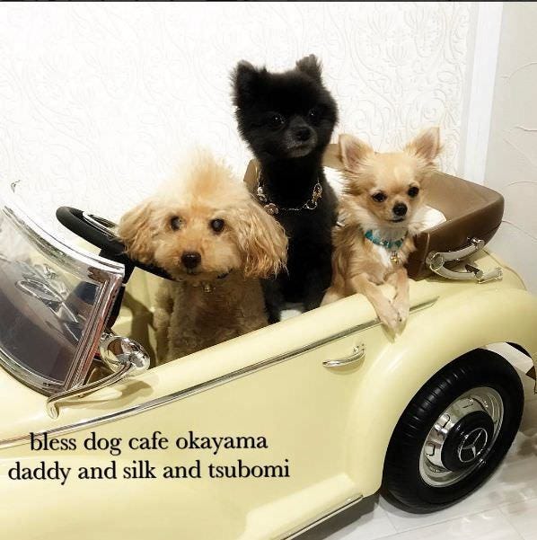 Bless Dog Cafe ブレスドッグカフェ 総社 高梁 吉備中央 ドッグカフェ ぐるなび