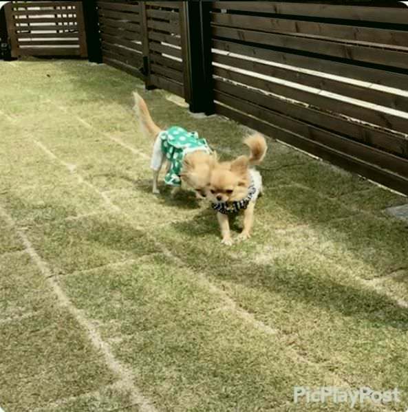 Bless Dog Cafe ブレスドッグカフェ 総社 高梁 吉備中央 ドッグカフェ ぐるなび