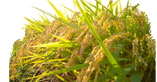 お米は熊本県菊池市の自然栽培米、七城のヒノヒカリを農家さんに送っていただいています。香り、甘み、ツヤが良く、冷めても美味しいお米です。
天然の電解水に恵まれた菊池渓谷の水源を使用した田園
。
当店のチェーサーも同じ菊池のお水を使用しています