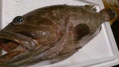 長崎県産『クエ』