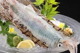 「呼子ヤリイカ」長浜市場直送！新鮮な活魚を豊富に仕入れております！！