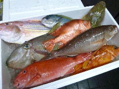 高知県より直送の鮮魚