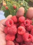 6月から7月頃、又秋にも少し収穫できるフランボワーズ、いわゆる木苺です。生食にも少し使うことがありますが、当店では主にデザートやソースに使います。甘酸っぱくとても美味しい果実です。