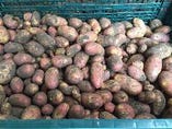 ６月収穫のインカのひとみと云うジャガイモです。この他にフランス原産のシンシア、中が薄いピンク色のノーザンルビーを生産し料理に年間を通してしばしば使っています。