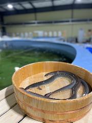 平沼水産養殖場併設レストラン