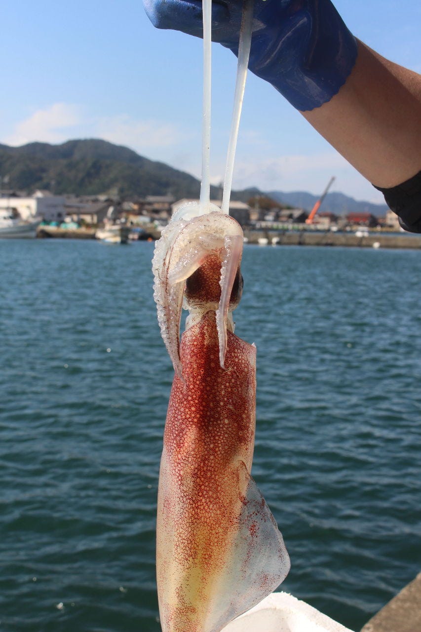 若狭湾天然活魚料理 大将