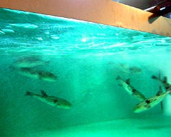 ふぐ釜 吹田 摂津 ふぐ ふぐ料理 ぐるなび