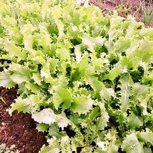 千葉県佐倉市の農園で採れた野菜♪