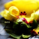 【珍しい野菜】花オクラ。ふつうは実を食べるオクラですがこれは花の方を食します。このような珍しい野菜も季節によって入荷致します。お楽しみに！