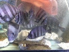 その日の仕入れた鮮魚・活魚をご提供いたします。