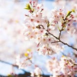 春には樹齢100年を超える桜の下でお花見はいかがでしょうか？