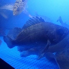 淡路明石からは毎日多数のお魚入荷しまっせ♪