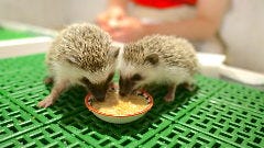 はりねずみ屋 ぽった