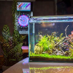 Aqua garden woopy
