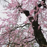 【春のお食事に】
うららかな季節にぴったりの天ぷら・京料理をご堪能ください