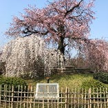スポット紹介『円山公園』