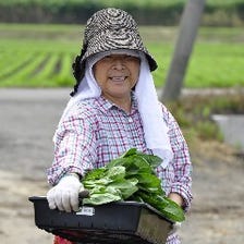 契約農家から毎日新鮮な野菜を仕入れ
