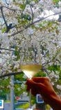 店の前には桜があります。座ったままの乾杯。春は人気。