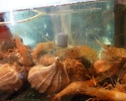 ぽんぽこたぬきのかくれ家 白石区 海鮮 海鮮料理 ぐるなび