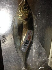 豊後水道　関あじ（入荷有無有）