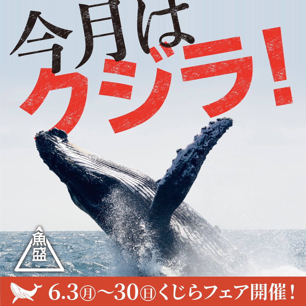 魚盛 Obpツインタワー店 写真 ぐるなび 魚盛 Obpツインタワー店 写真 ぐるなび