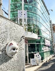 猫カフェ・MIHOO （美頬）鶴橋店