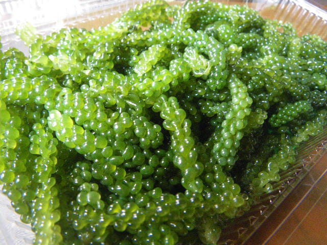 びいどろ 自慢の食材 天然海ぶどう ぐるなび
